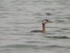 Red-necked Grebe at Paglesham Lagoon (Steve Arlow) (30556 bytes)